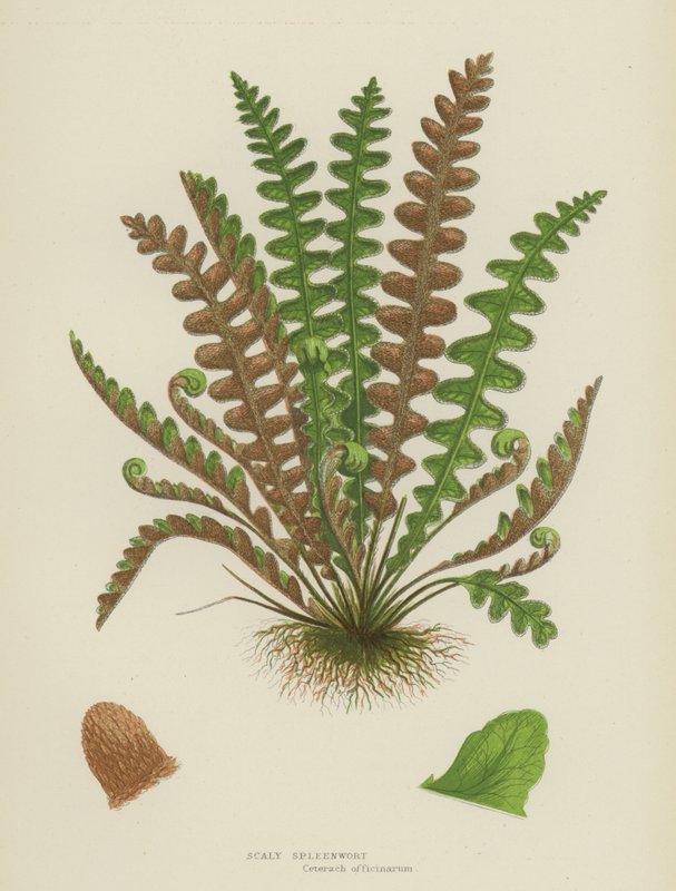 Scaly Spleenwort by English School