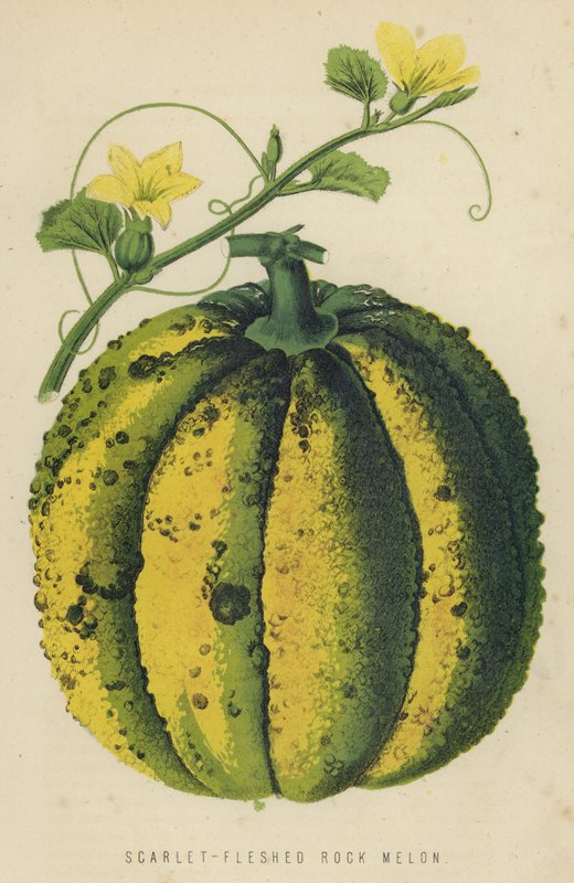 Scarlet-Fleshed Rock Melon by English School