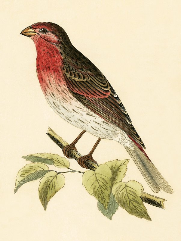 Scarlet Bullfinch, Illustration from 
