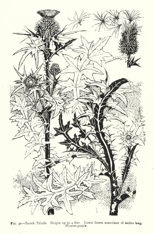 Scotch Thistle; Height up to 4 feet; Lower leaves sometimes 18 inches long; Flowers purple by English School