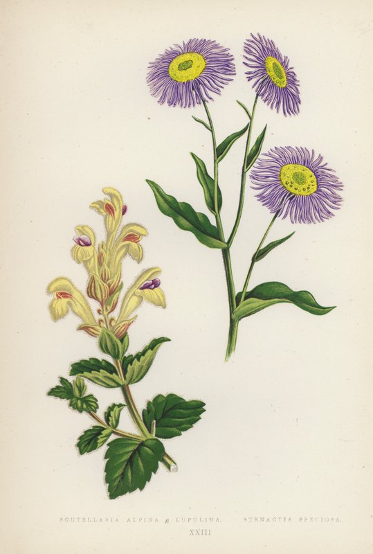 Scutellaria Alpina B Lupulina; Stenactis Speciosa by English School