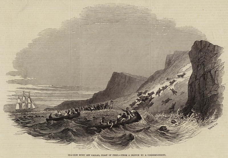 Sea-Lion Hunt off Callao, Coast of Peru (engraving) by English School