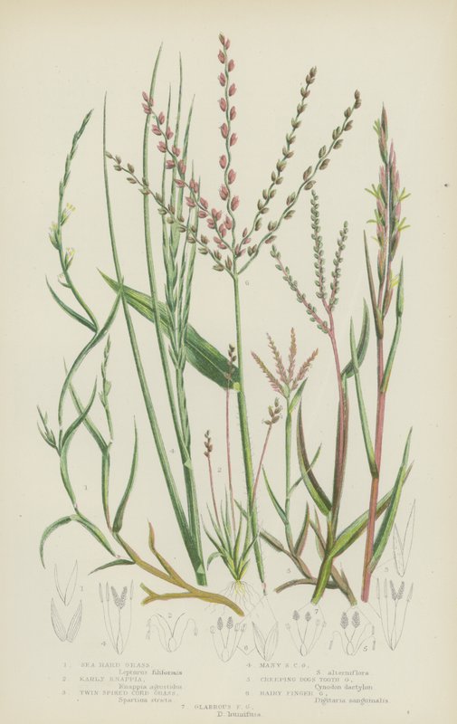Sea Hard Grass, Early Knappia, Twin Spiked Cord Grass, Many Spiked Cord Grass, Creeping Dogs Tooth by English School
