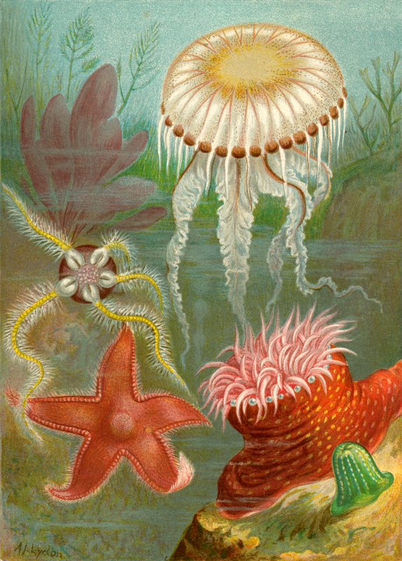 Sea Jellies and Sea Stars by English School