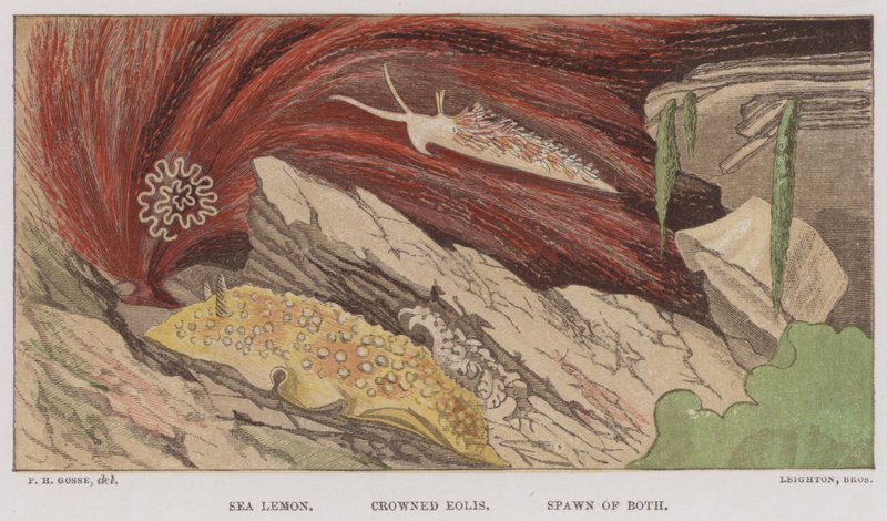 Sea Lemon, Crowned Eolis, Spawn of Both by English School