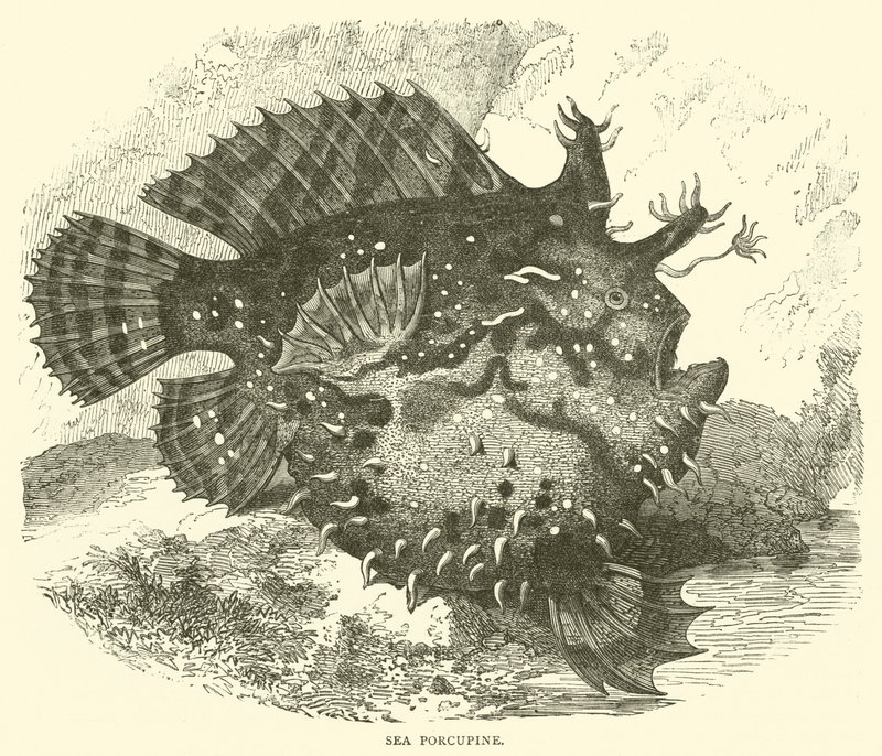 Sea Porcupine by English School