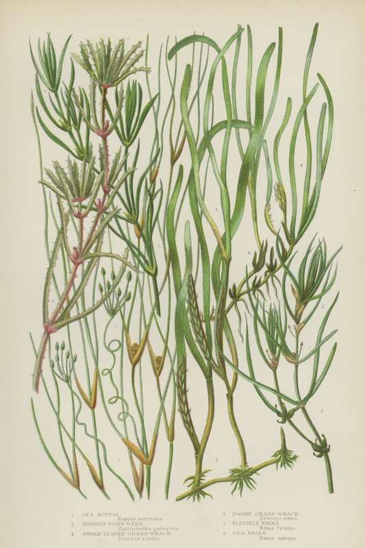 Sea Ruppia, Horned Pond Weed, Broad-Leaved Grass-Wrack, Dwarf Grass-Wrack, Flexible Naias, Sea Naias by English School