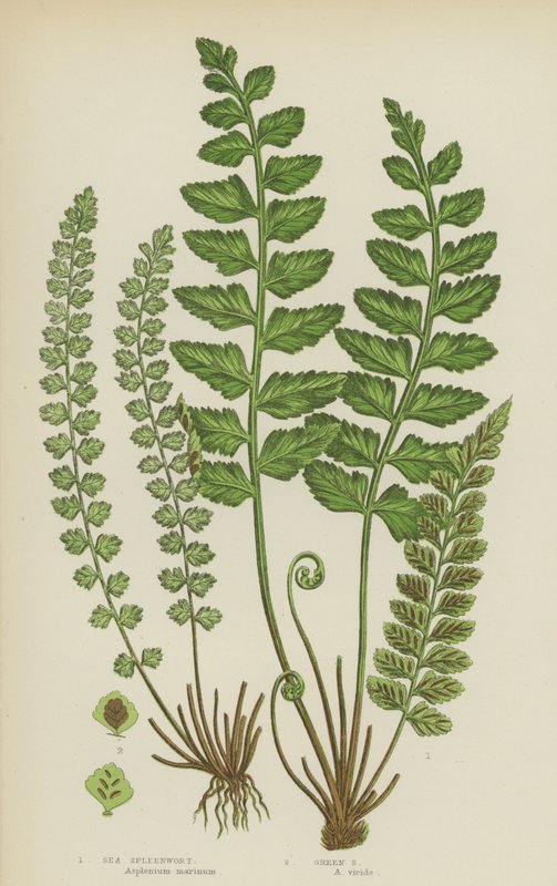 Sea Spleenwort, Green Spleenwort by English School