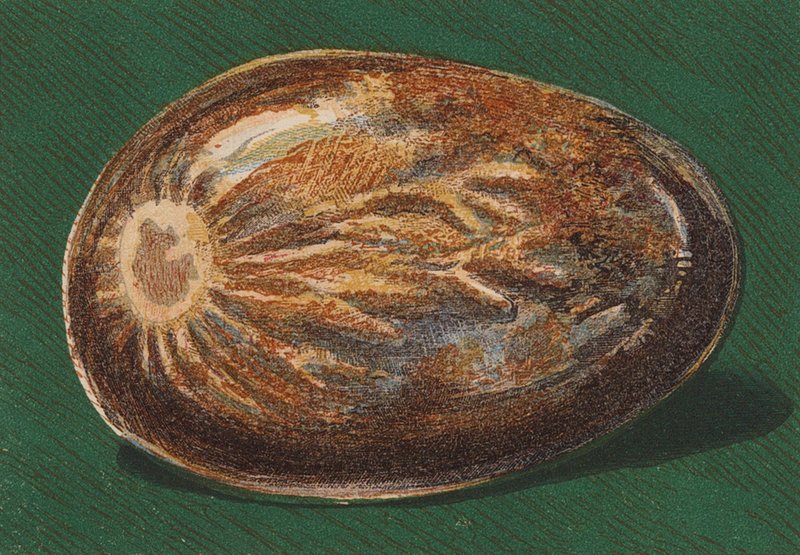 Seaside Pebble by English School