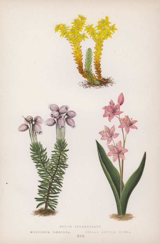 Sedum Sexangulare; Menziesia Caerulea; Scilla Bifolia Rubra by English School