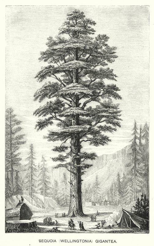 Sequoia Gigantea by English School