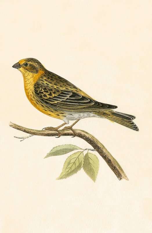 Serin Finch, illustration from 