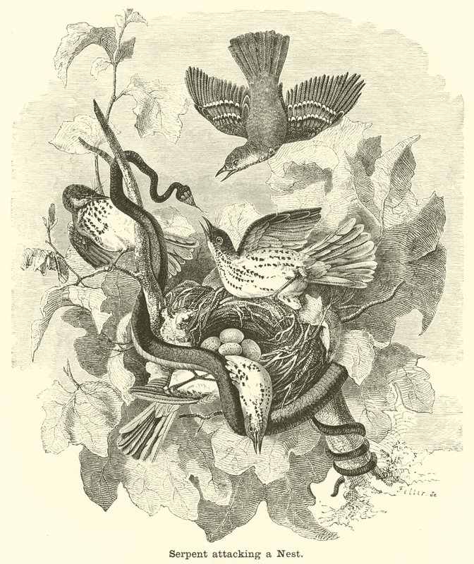 Serpent Attacking a Nest by English School