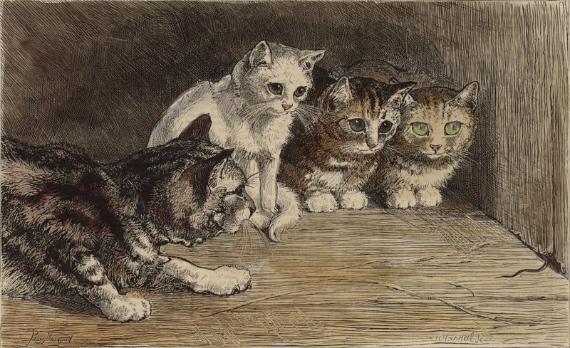 Several Cats Looking at a Mouse
