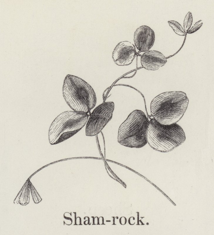 Shamrock by English School