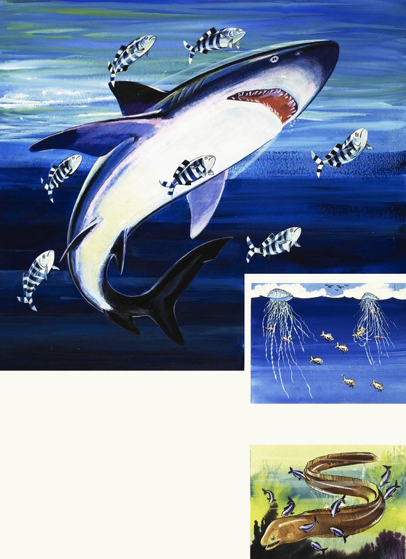Shark, Moray Eel and Portuguese Man-of-War by English School