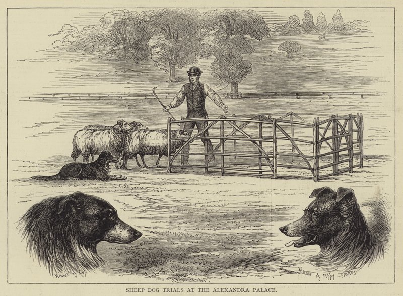 Sheep Dog Trials at the Alexandra Palace by English School