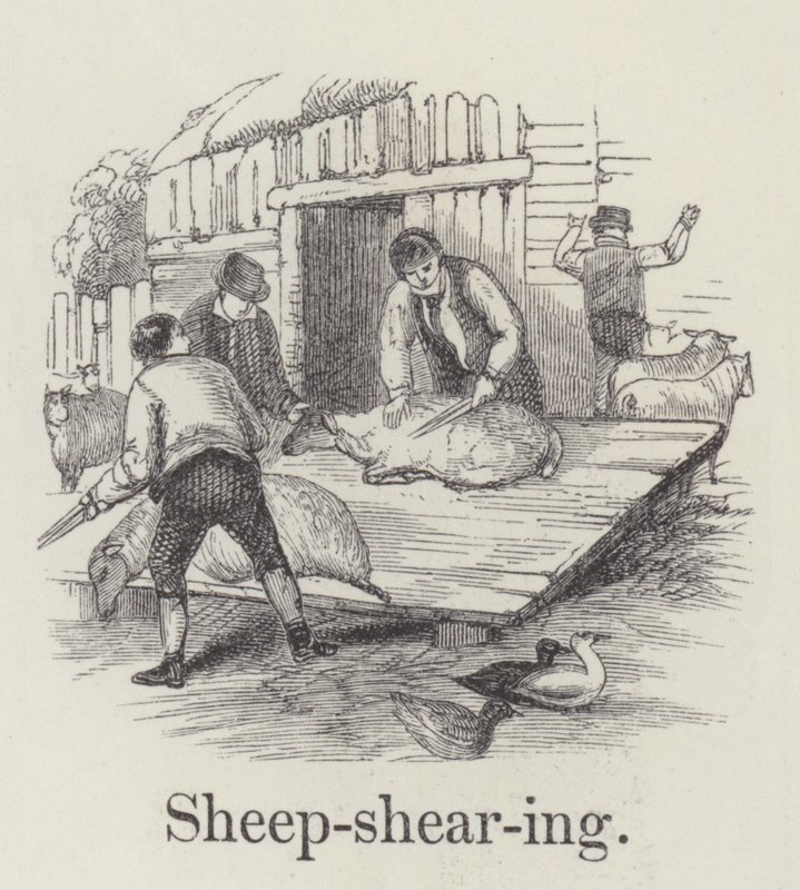 Sheep Shearing by English School