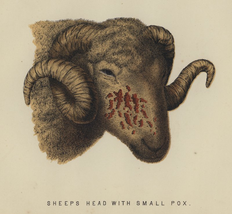 Sheep