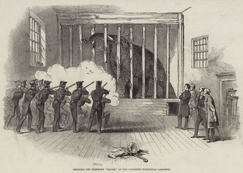 Shooting the Elephant 