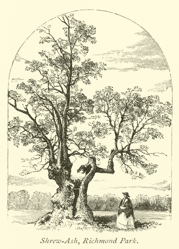 Shrew-Ash, Richmond Park by English School