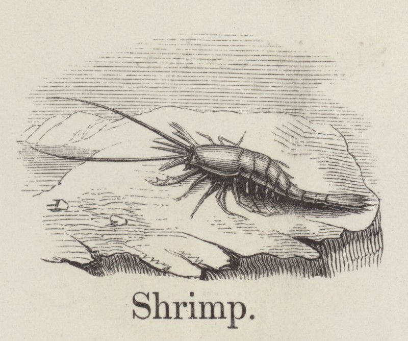 Shrimp by English School