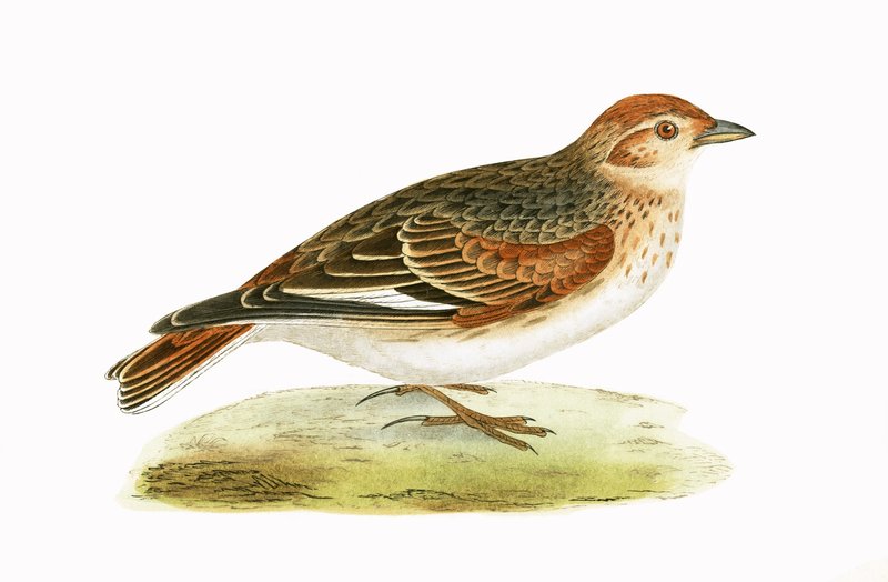 Siberian Lark, illustration from 
