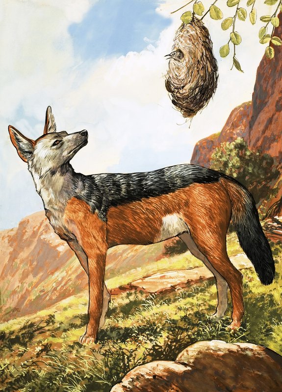 Silver-Backed Jackal by English School