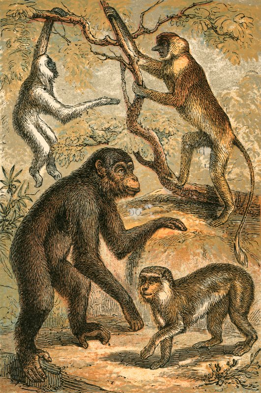 Silvery Gibbon, Proboscis Monkey, Chimpanzee and Barbary Ape by English School
