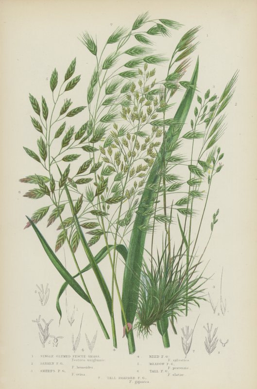 Single Glumed Fescue Grass, Barren Fescue Grass, Sheep