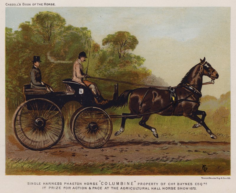 Single Harness Phaeton Horse "Columbine," Property of Charles Baynes Esq by English School