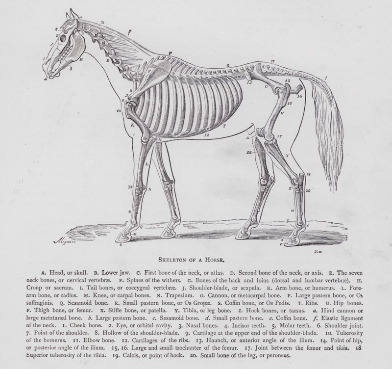 Skeleton of a Horse by English School