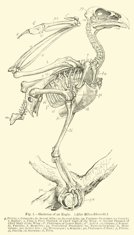 Skeleton of an Eagle by English School