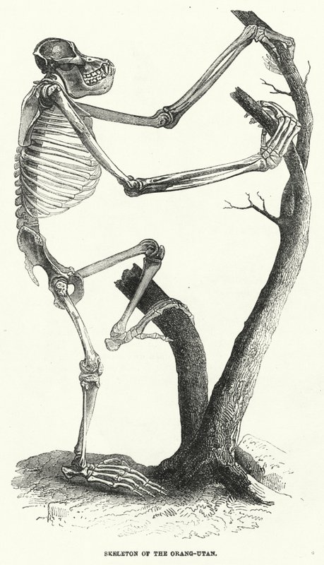 Skeleton of the Orang-Utan by English School