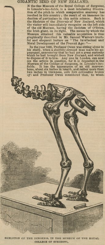 Skeleton of the dinornis, a gigantic bird of New Zealand by English School
