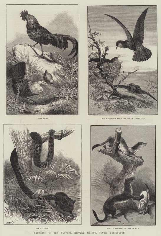 Sketches in the Natural History Museum, South Kensington by English School