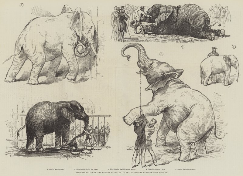 Sketches of Jumbo, the African Elephant, at the Zoological Gardens by English School