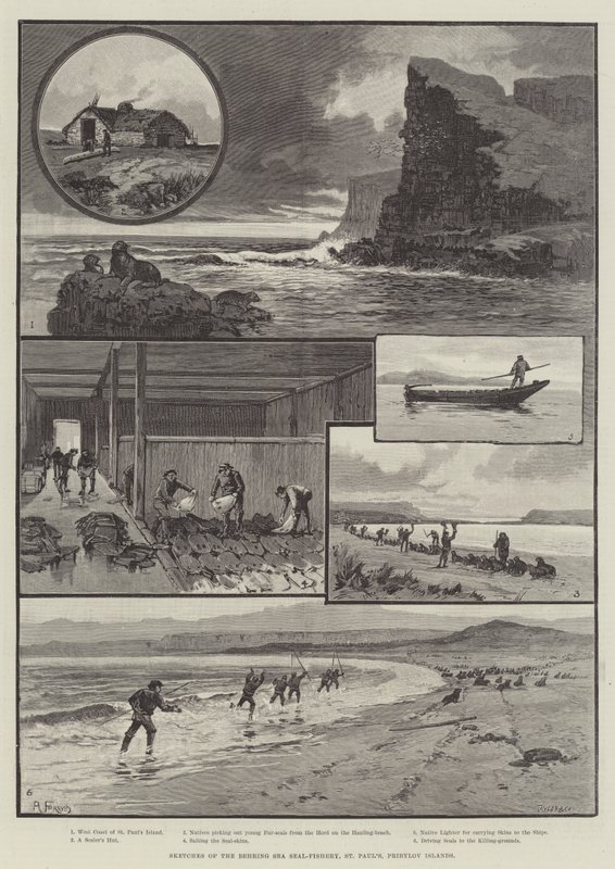 Sketches of the Behring Sea Seal-Fishery, St Paul