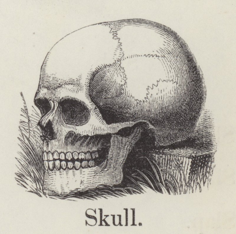 Skull by English School