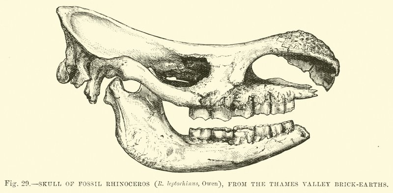 Skull of Fossil Rhinoceros, from the Thames Valley Brick-earths by English School