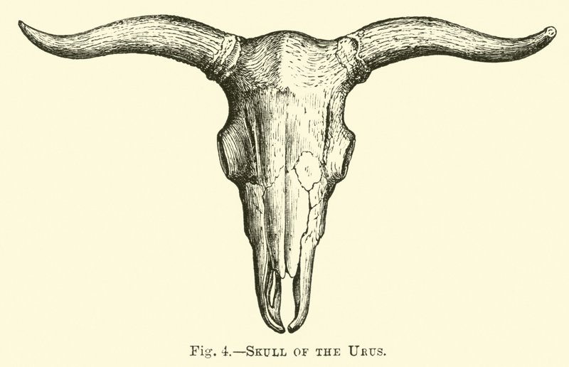 Skull of the Urus by English School
