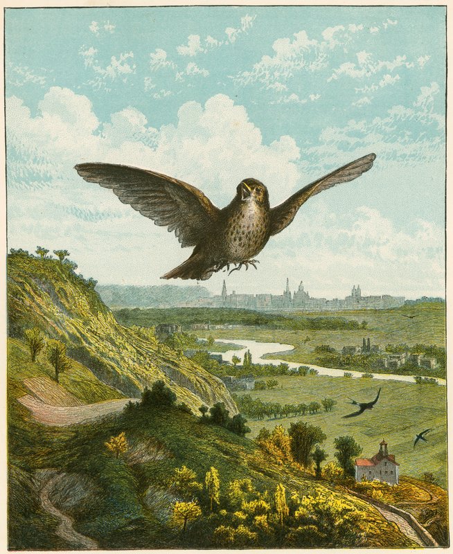Skylark by English School