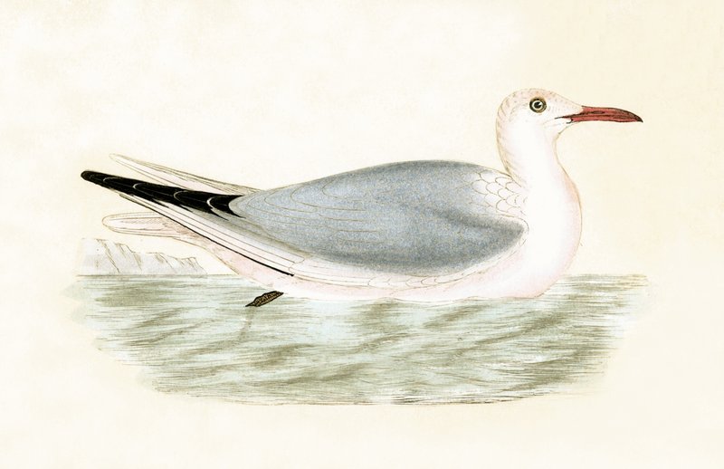 Slender Billed Gull, illustration from 