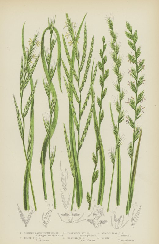 Slender False Brome Grass, Heath False Brome Grass, Perennial Rye Grass, Bearded Rye Grass by English School