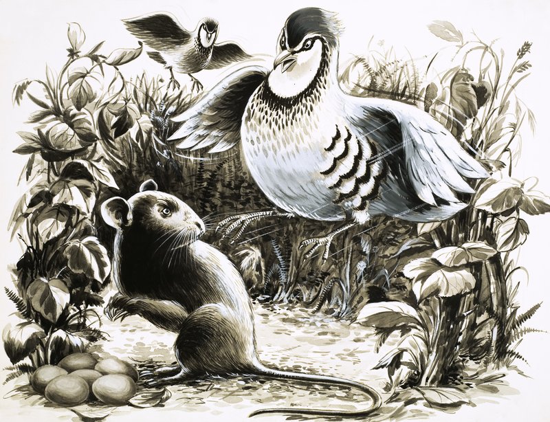 Slumm the rat believes he is in luck when he finds some Partridge eggs by English School