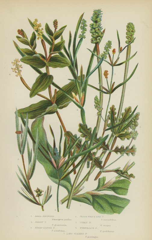 Small Pondweed, Grassy Pondweed, Sharp-Leaved Pondweed, Grass-Wrack-Like Pondweed, Curly Pondweed by English School