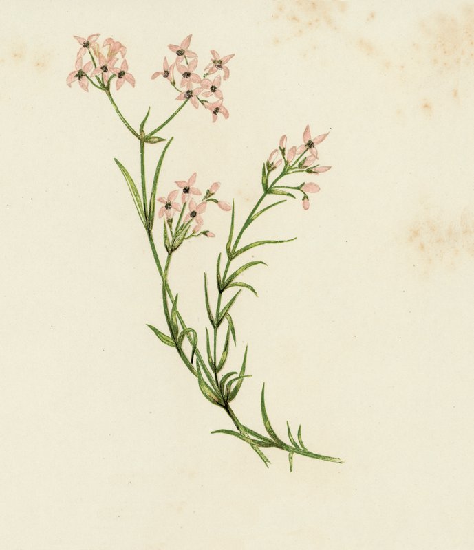 Small Woodruff, Asperula Cynanchica by English School