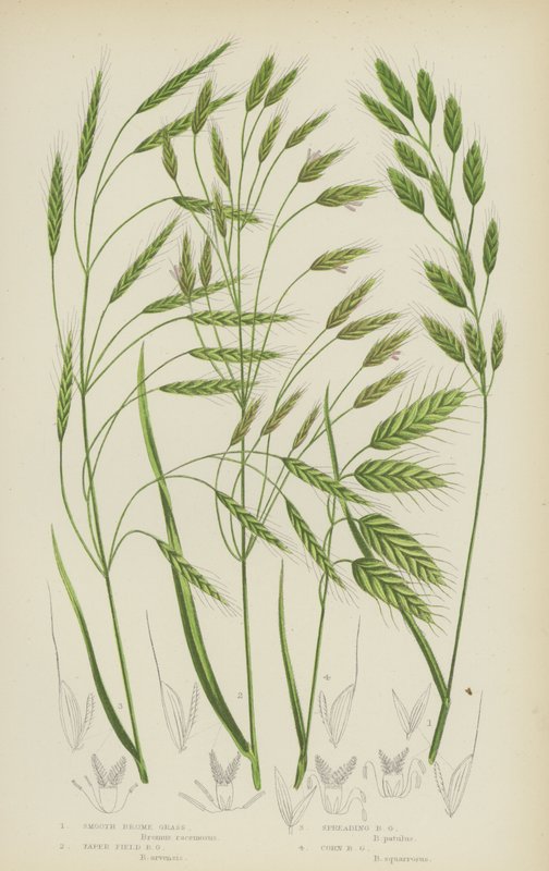 Smooth Brome Grass, Taper Field Brome Grass, Spreading Brome Grass, Corn Brome Grass by English School