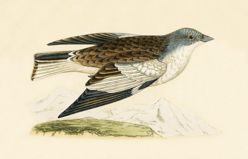 Snow Finch, illustration from 