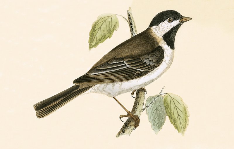 Sombre Tit, illustration from 